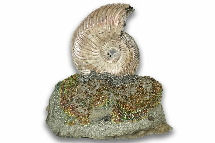 Iridescent, Pyritized Ammonite (Quenstedticeras) Fossil Display #324257
